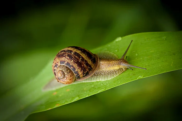Este important să știți cum să scăpați de melci / foto: IStock