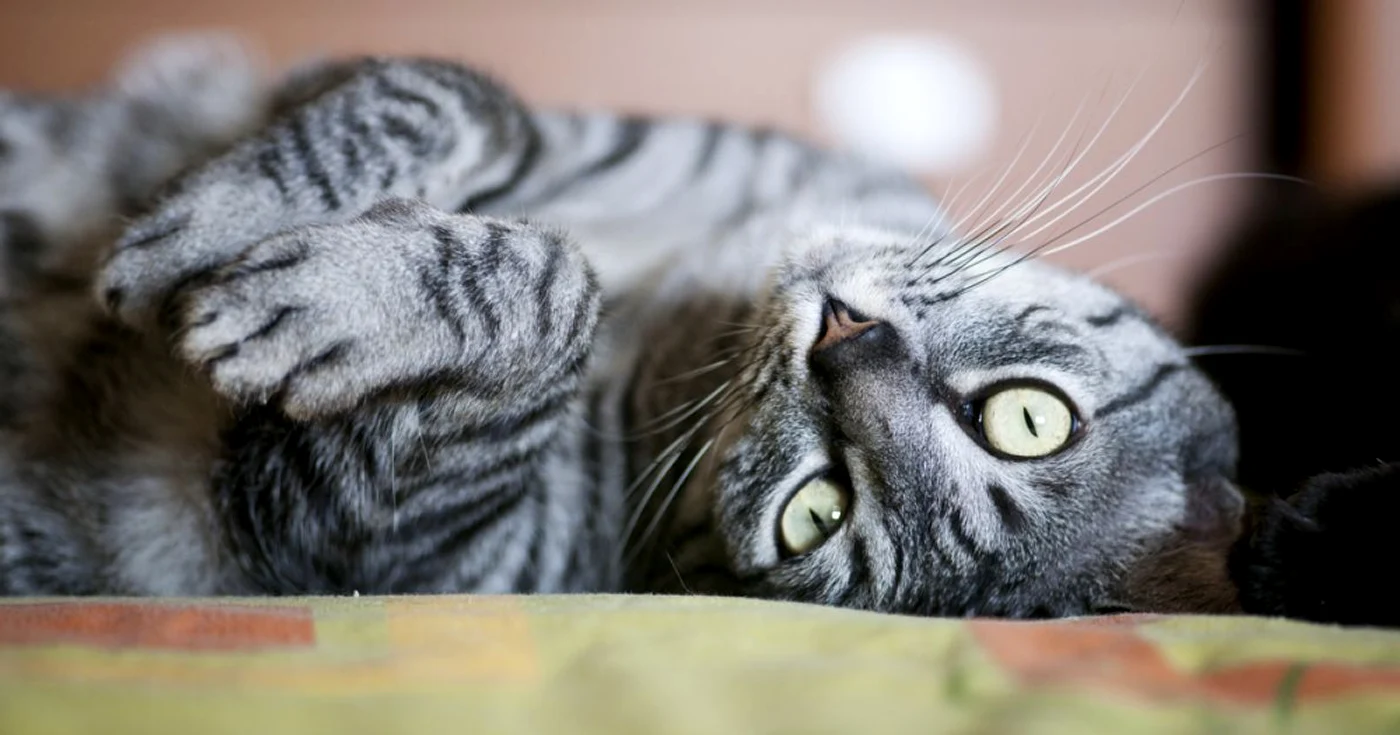 Psicile au nevoie de activităţi fizice pentru a fi sănătoase şi fericite Foto Shutterstock