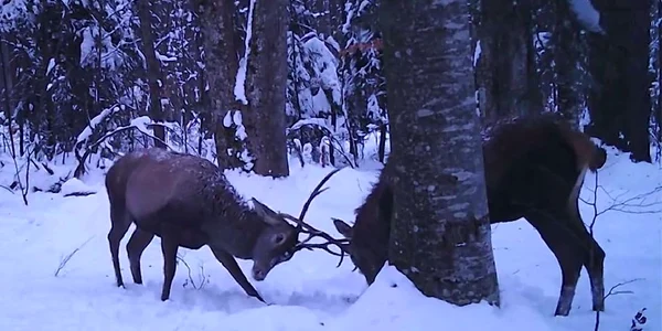 Cerbi Bucegi FOTO Traian Popescu, Parcul Natural Bucegi jpg