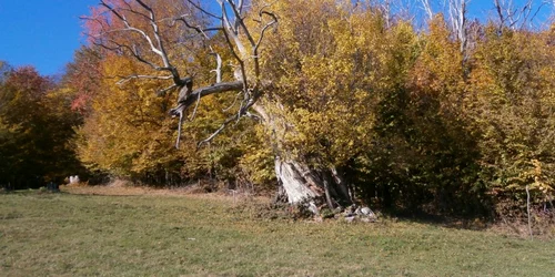 Castani