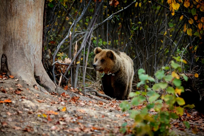 Joi dimineaţa, ora 01,26, bărbatul a fost identificat de către una dintre echipele de căutare Foto: Arhivă