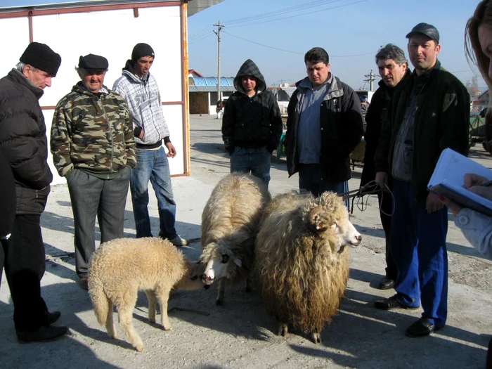 Mieii pot fi găsiţi în Târgul săptămânal