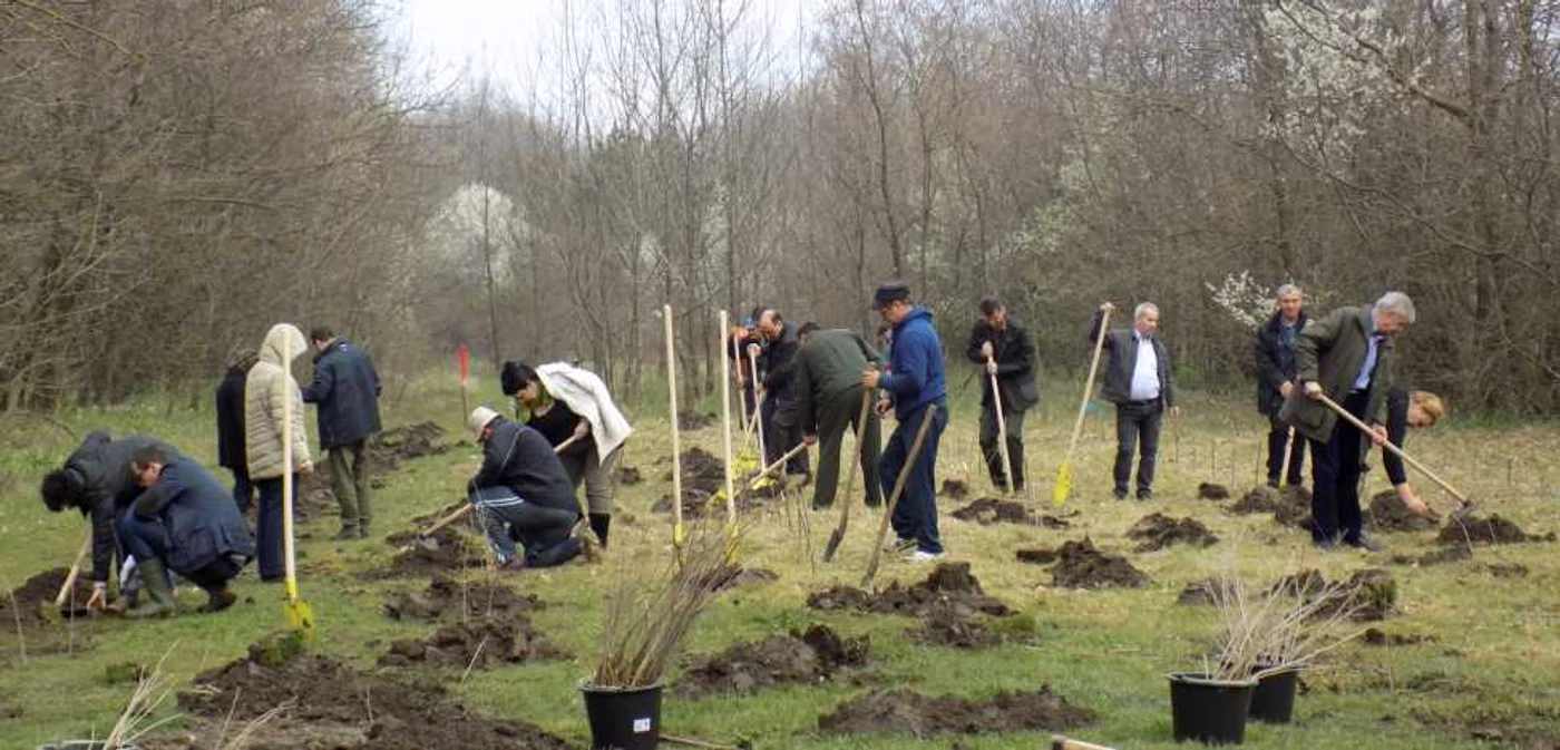 Acţiunea de plantare a avut loc în Crângul Petreşti