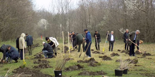 plantare vrancea
