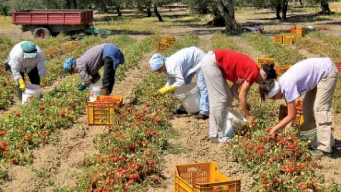 Sezonierii români, cei mai căutaţi în agricultură