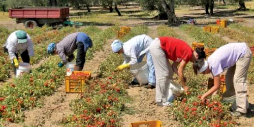 Sezonierii români, cei mai căutaţi în agricultură