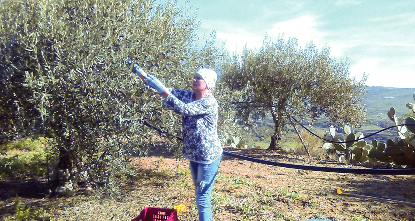 Sida este de nerecunoscut, în livad, la cules de msline