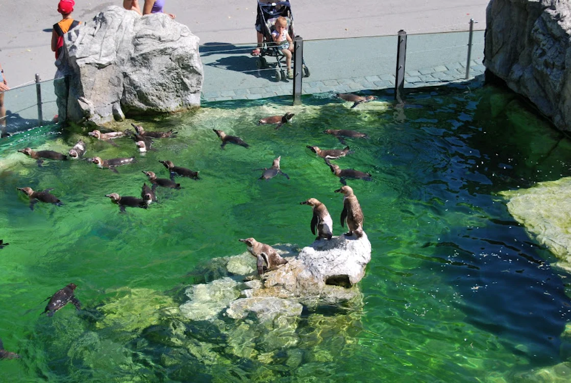 Pinguini şi foci la Zoo Braşov FOTO Primăria Braşov