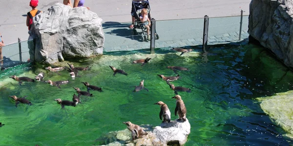 Pinguini şi foci la Zoo Braşov FOTO Primăria Braşov