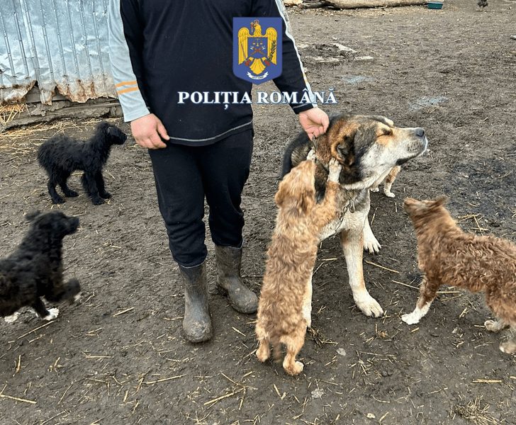 Tânăr bănuit că le tăia urechile câinilor de rasă, călcat de mascați. Ce s-a găsit la percheziții