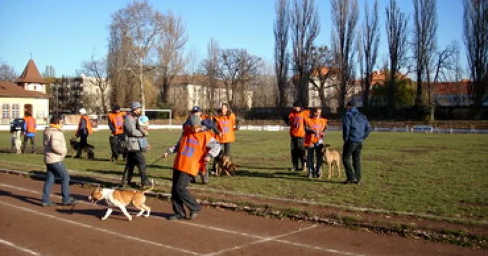 Oradea: Concurs de frumusețe canină pe Stadionul Tineretului