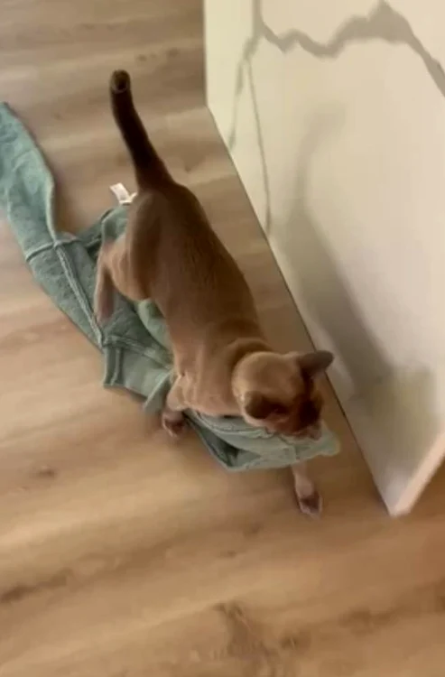 Motanul Leo fură hainele vecinilor (Foto: captură video)