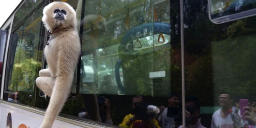 Un gibon numit Lele se uita pe fereastra unui autobuz in timp ce calatoreste spre Yunnan Wildlife Park din Kunming foto reuters