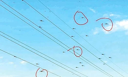 9 tantari 5 jpeg
