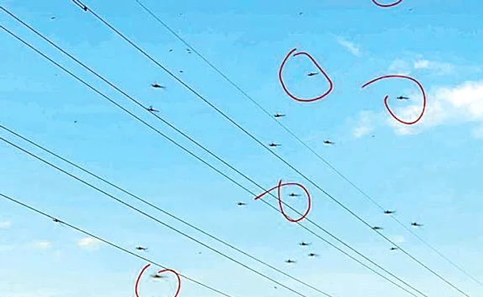 
    Roi de țânțari  pe malul  râului Bahlui  