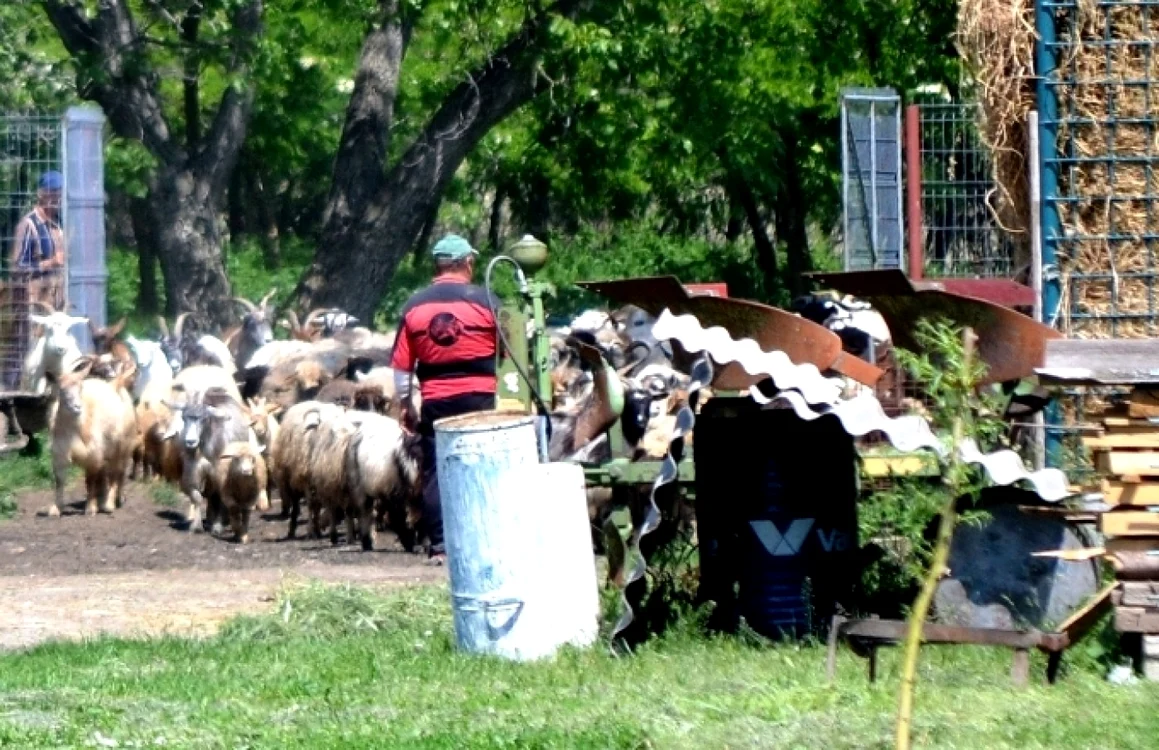 Ciobanii se plâng că nu vor avea suficiente furaje la iarnă