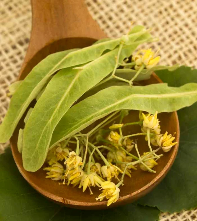 Florile de tei sunt apreciate din vechime pentru efectele terapeutice. (Foto: Shutterstock)