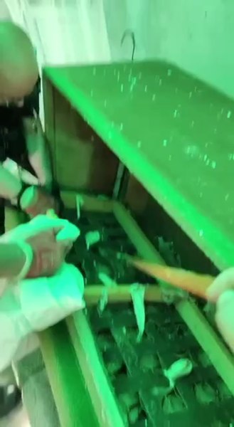 Șarpe scos de jandarmi din canapeaua unei familii din Tulcea. Ce s-a întâmplat cu reptila VIDEO