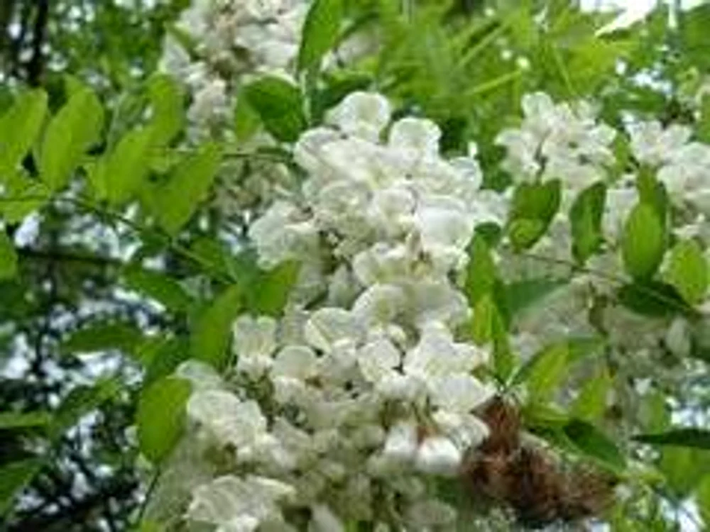 
    Florile de salcâm în vis înseamnă bucurii  