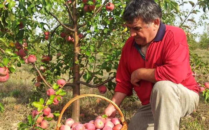 Merele
ecologice sunt culese manual şi vândute apoi pentru consum sau transformate în
suc natural sau în pălincă