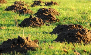 meineresterampe molehills 231386 1280 jpg