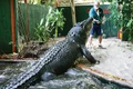 Baza jos crocodil jpg