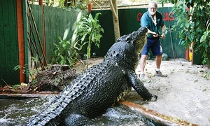 Baza jos crocodil jpg