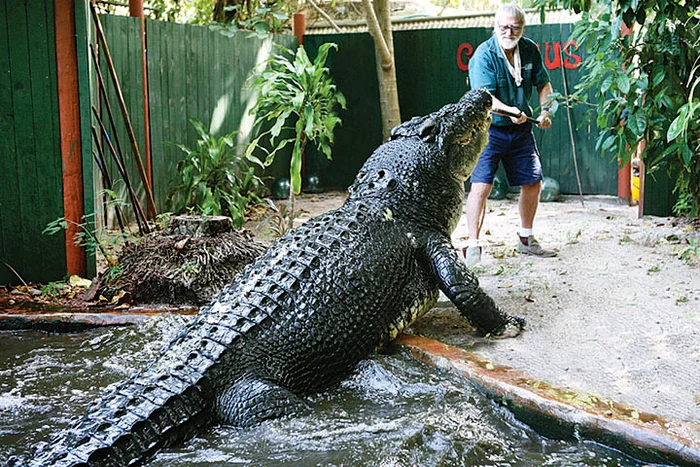 Crocodilul  cântărea  peste o tonă. FOTO: Profimedia