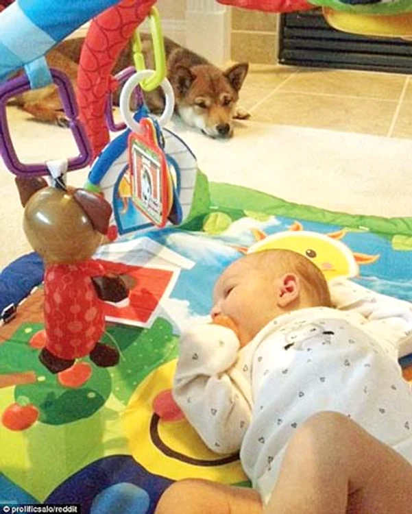 “Ham, ham, linişteşte-te, micuţule!”