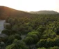 Cea mai mare pădure de palmieri naturali din Europa în Vai Creta Foto Daciana Stoica