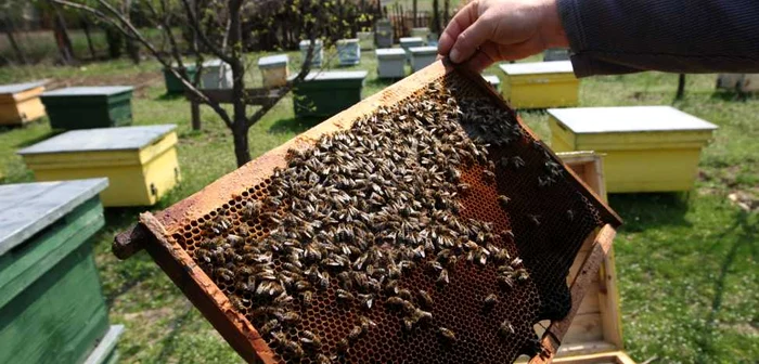 Apicultorii se plâng că 2014 a fost un an dezastruos