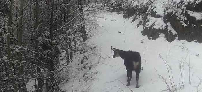 O capră neagră a fost filmată în Parcului Național Domogled – Valea Cernei Foto: Captură video