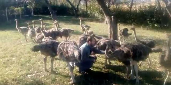 strut coruia. foto arhiva personala