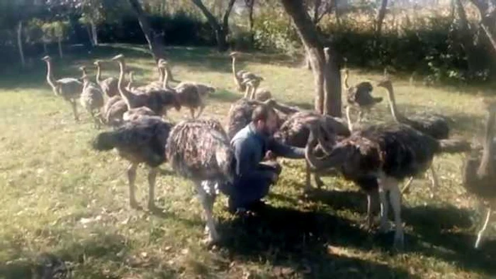 Ciprian Pop alături de struţii pe care îi creşte. FOTO: Arhivă personală