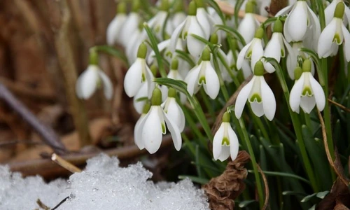 1 85222 original jpg jpeg