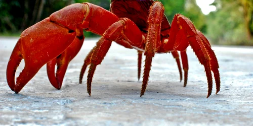 crab rosu foto shutterstock