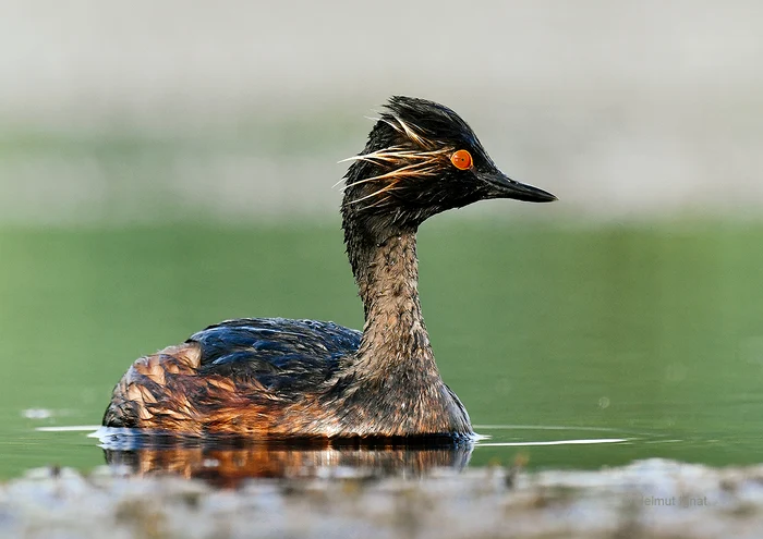 Foto: Helmut Ignat