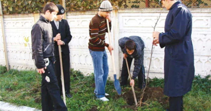 A început maratonul de plantat copaci