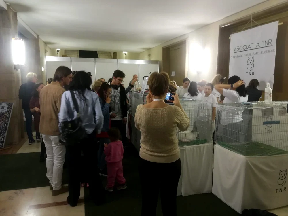 Standul pentru adopții de pisici