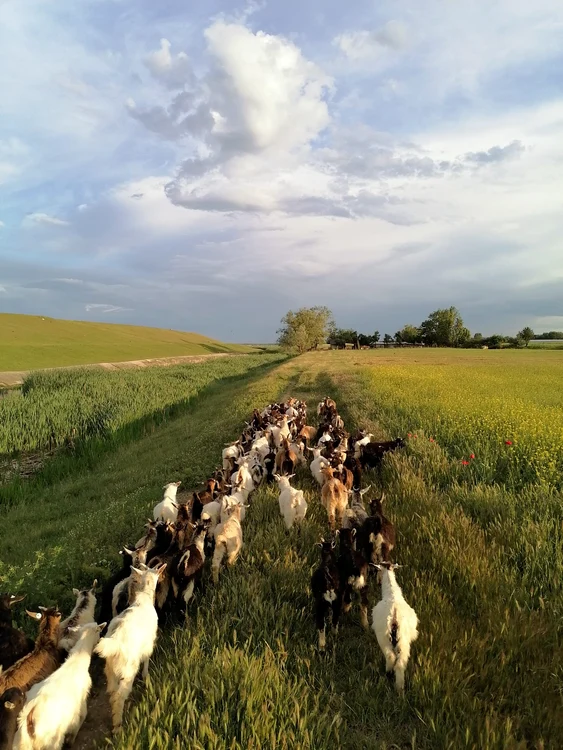 Creșterea animalelor e o afacere mai puțin bănoasă pe zi ce trece FOTO: arhiva Mădălin Pănescu