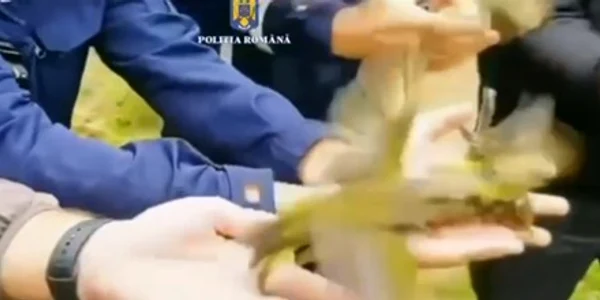 pasari jpg