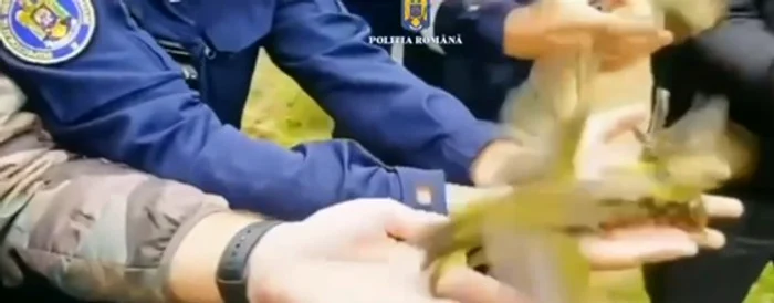 Păsările au fost eliberate FOTO: captură video