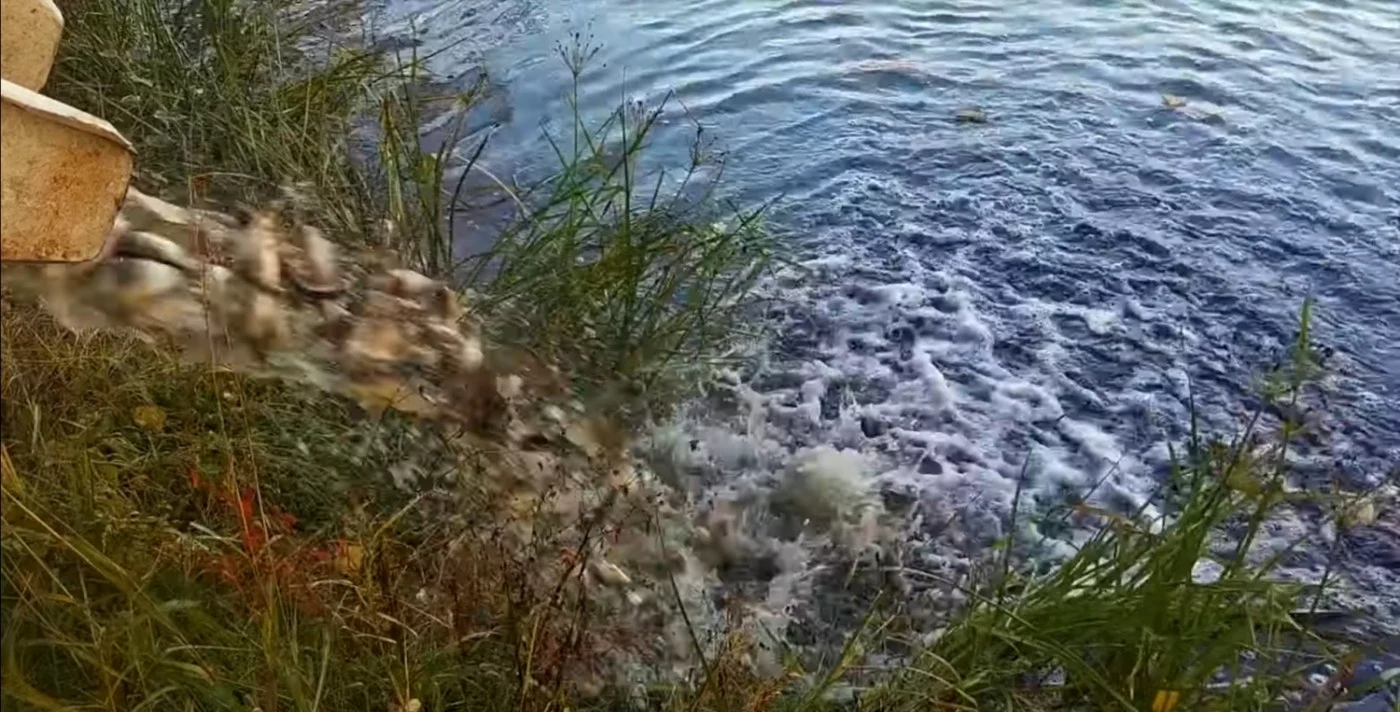 Repopulare cu peşte a Lacului Ostroveni - Căcăcioasa din Râmnicu Vâlcea de către pescari - iniţiativă civică Foto captură video