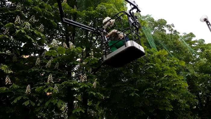 A început acoperirea castenilor cu plasă. FOTO: Daniel Guţă. ADEVĂRUL.