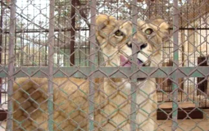 Oradea: Contribuiți la salvarea leoaicelor din ZOO Oradea!