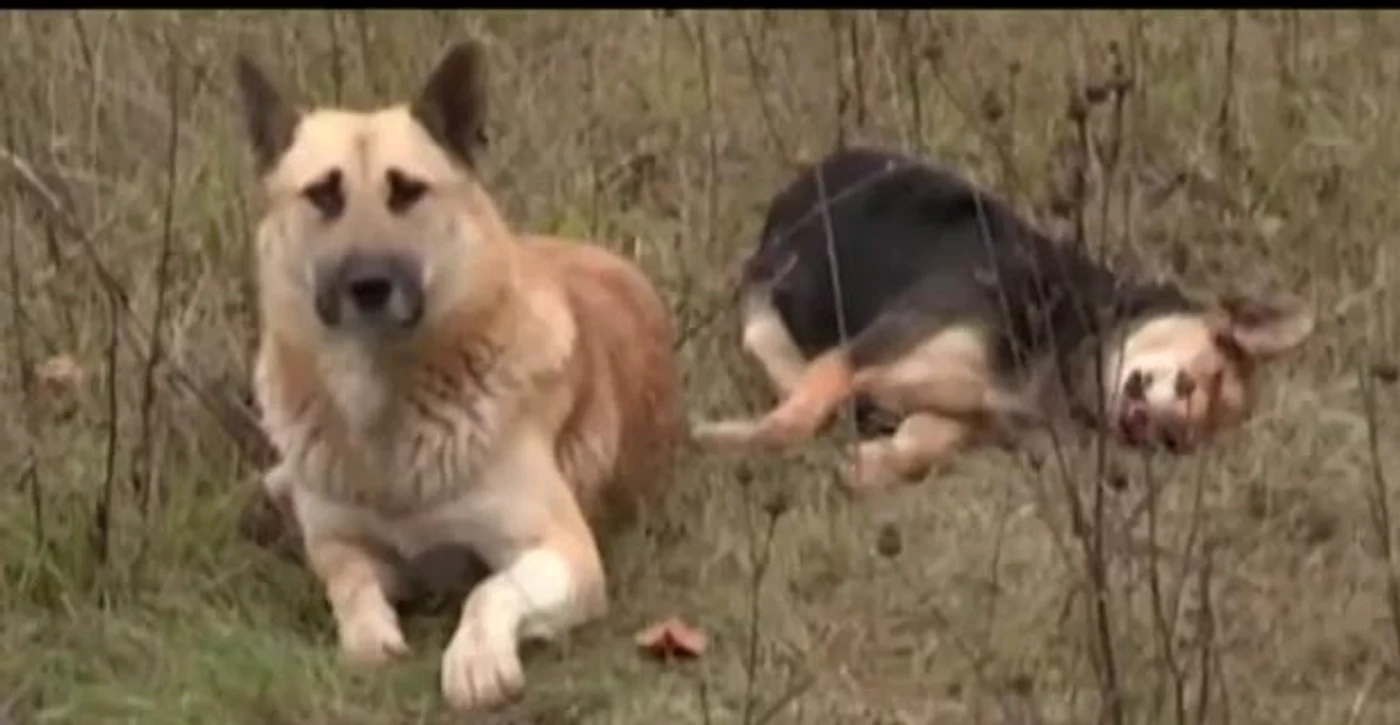 Captură video