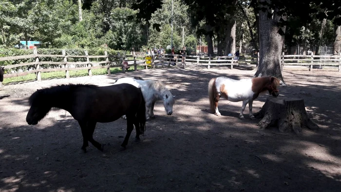 Grădina Zoologică din Timişoara FOTO Ş.Both