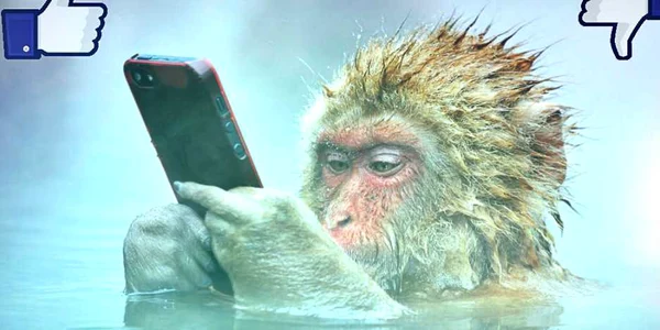 facebookpx maimuta foto Marsel van Oosten/500px