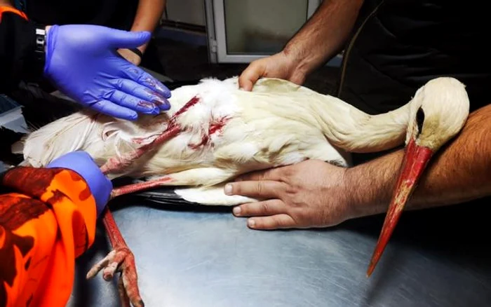 Barza este tratată de medicul veterinar Bogdan Milcu Foto: facebook.com/AnimalProtectRolfKaiser
