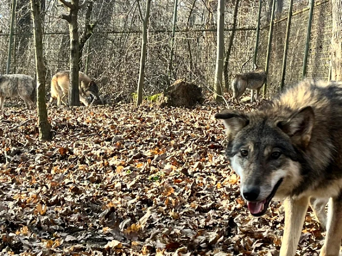 Haita de lupi adusă din Croația la Grădina Zoologică din Dumbrava Sibiului Foto Zoo Sibiu